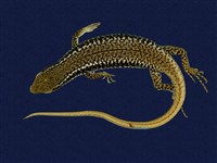 藏品(股鱗蜓蜥)的圖片